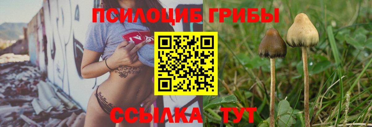 Галлюциногенные грибы Psilocybe Мценск